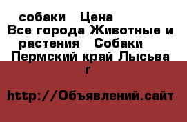 собаки › Цена ­ 2 500 - Все города Животные и растения » Собаки   . Пермский край,Лысьва г.